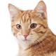Kat