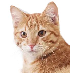 Kat