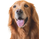 Hund