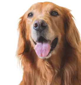 Hund