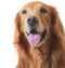 Veterinærfoder til hund