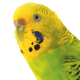 Fugl