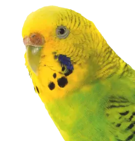 Fugl