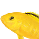 Fisk