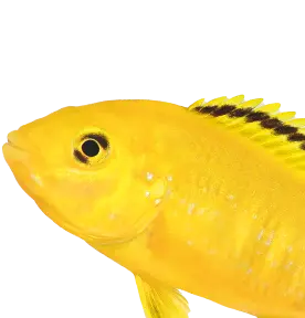 Fisk