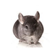 Alt til chinchilla