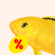 Tilbud til fisk