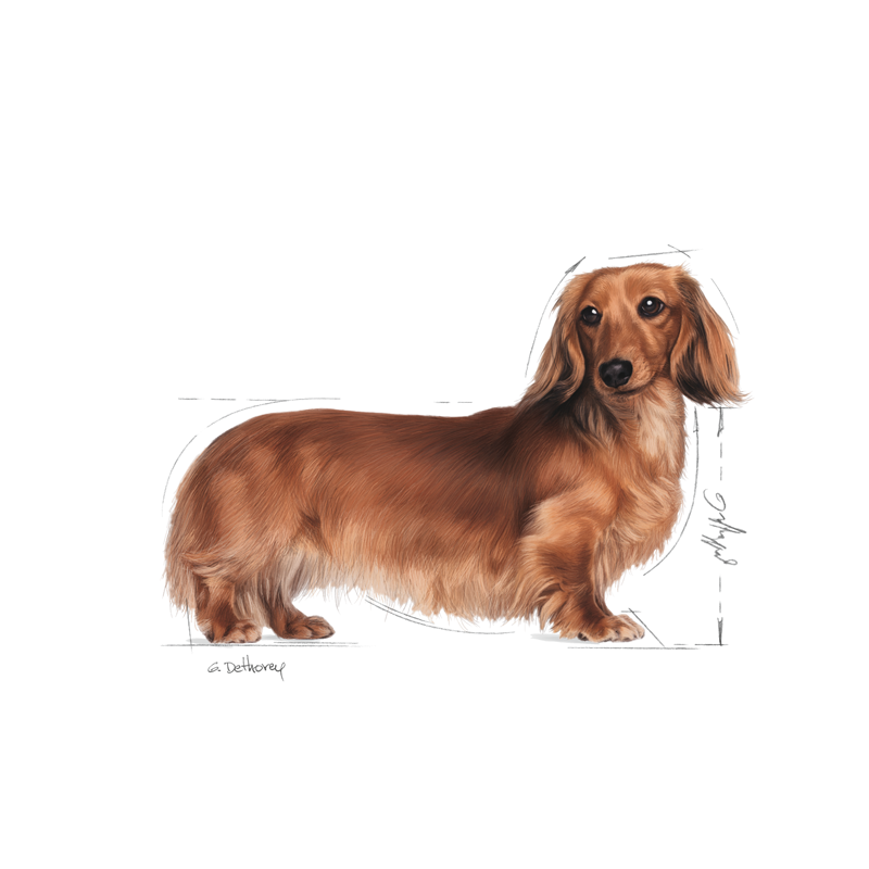 Adult Gravhund