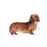Adult Gravhund