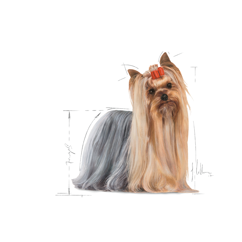 Adult Yorkshire Terrier 7,5 kg