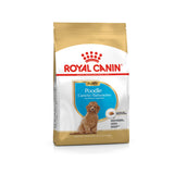 Puppy Poodle 3 kg