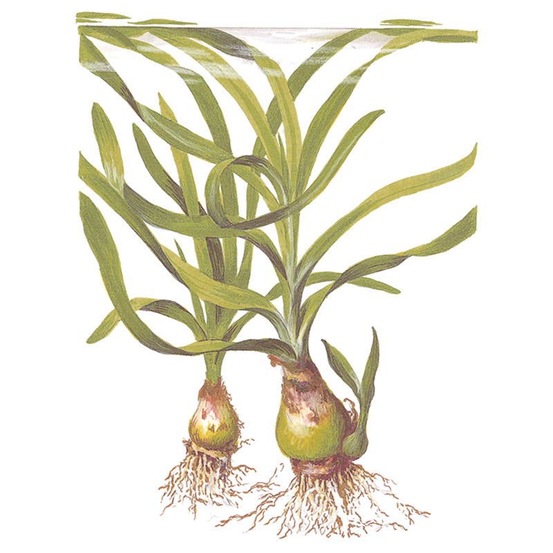 Crinum Thaianum Nr.9potte - Maxi Zoo Danmark
