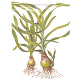 Crinum Thaianum Nr.9potte - Maxi Zoo Danmark
