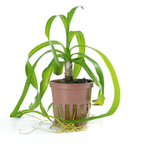 Crinum Thaianum Nr.9potte - Maxi Zoo Danmark