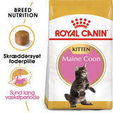 Kitten Maine Coon ROYAL CANIN