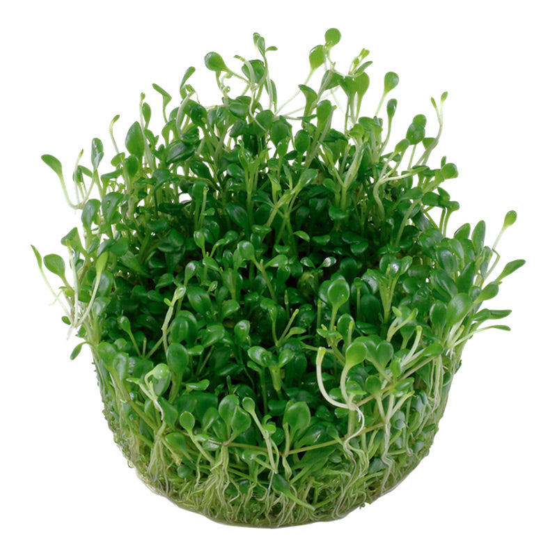 Glossostigma elatinoides Nr.81-2-Grow! - Maxi Zoo Danmark