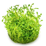 Glossostigma elatinoides Nr.81-2-Grow! - Maxi Zoo Danmark