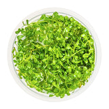 Glossostigma elatinoides Nr.81-2-Grow! - Maxi Zoo Danmark
