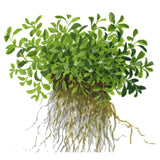 Glossostigma elatinoides Nr.81-2-Grow! - Maxi Zoo Danmark
