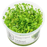 Glossostigma elatinoides Nr.81-2-Grow! - Maxi Zoo Danmark