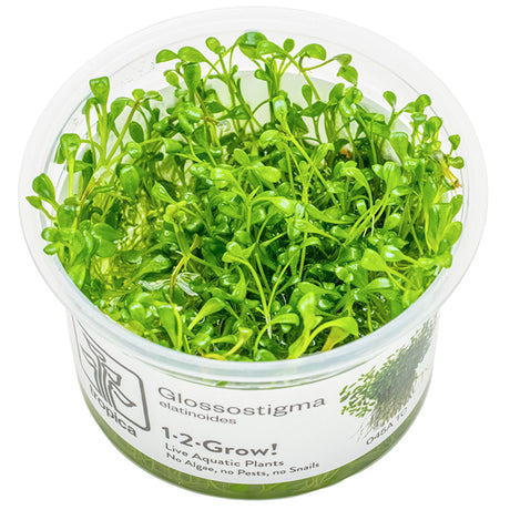 Glossostigma elatinoides Nr.81-2-Grow! - Maxi Zoo Danmark