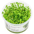 Glossostigma elatinoides Nr.81-2-Grow! - Maxi Zoo Danmark