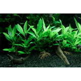 Hygrophila corymbosa 'Siamensis 53B' Nr.4 - Maxi Zoo Danmark