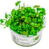 Vandplante 1-2-Grow Nr.8Marsilea Hirsuta - Maxi Zoo Danmark
