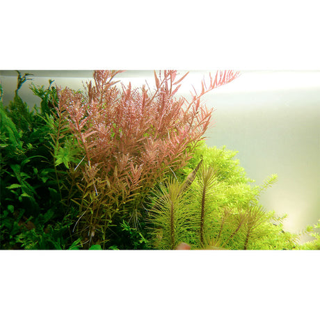 Rotala Rotundifolia Nr.4 - Maxi Zoo Danmark