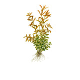 Rotala Rotundifolia Nr.4 - Maxi Zoo Danmark