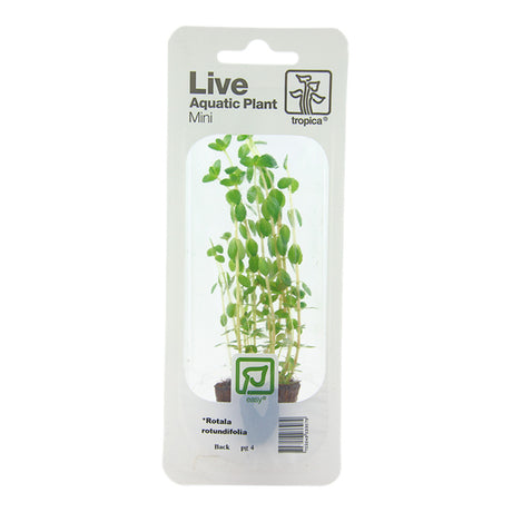 Rotala Rotundifolia Nr.4 - Maxi Zoo Danmark