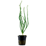 Crinum Calamistratum Nr.9 - Maxi Zoo Danmark