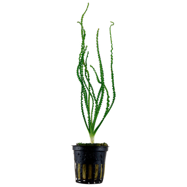 Crinum Calamistratum Nr.9 - Maxi Zoo Danmark