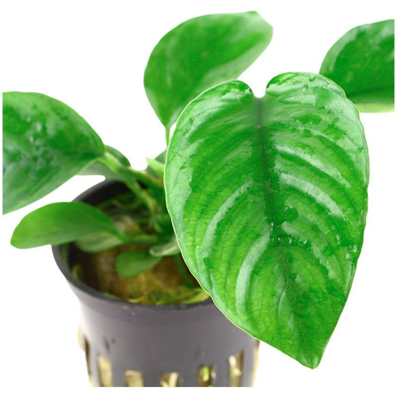 Anubias barteri var. Caladiifolia Nr.8potte - Maxi Zoo Danmark