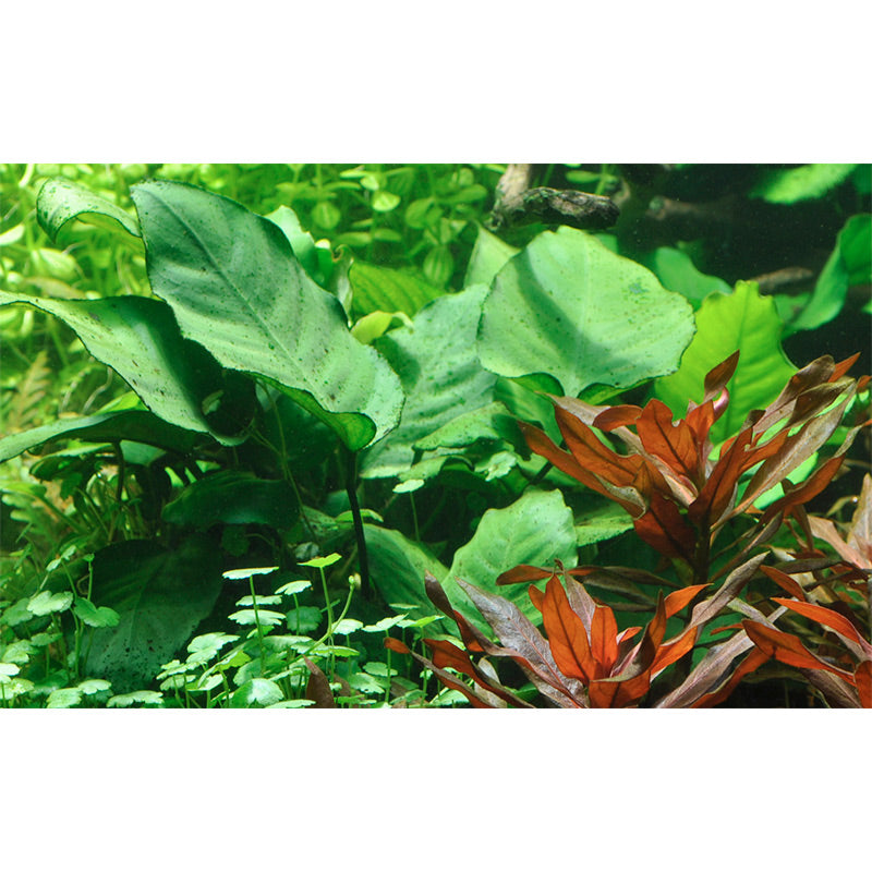 Anubias barteri var. Caladiifolia Nr.8potte - Maxi Zoo Danmark