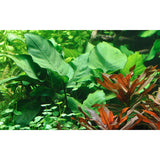 Anubias barteri var. Caladiifolia Nr.8potte - Maxi Zoo Danmark