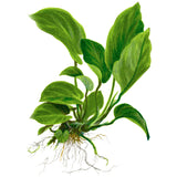 Anubias barteri var. Caladiifolia Nr.8potte - Maxi Zoo Danmark