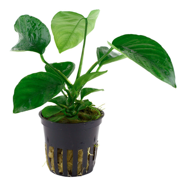 Anubias barteri var. Caladiifolia Nr.8potte - Maxi Zoo Danmark