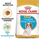 Puppy Cavalier King Charles 1,5 kg - Maxi Zoo Danmark