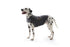 Thundershirt til hund x-large 76-94 cm 30-50 kg grå