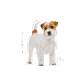 Adult Jack Russel 7,5 kg