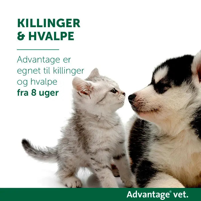 Loppemiddel kat under 4 kg - 4x0,4 ml - Maxi Zoo Danmark