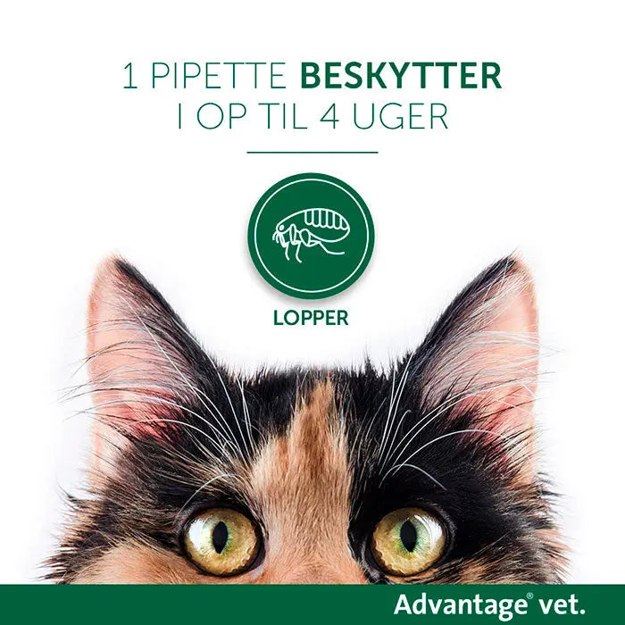Loppemiddel kat over 4 kg - 4x0,8 ml - Maxi Zoo Danmark