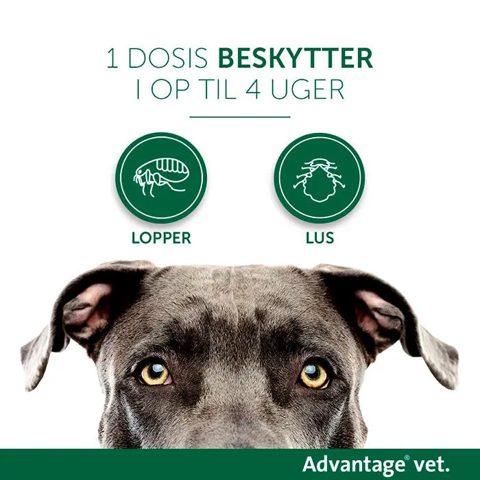 Loppemiddel hund under 4 kg -  4x0,4 ml - Maxi Zoo Danmark