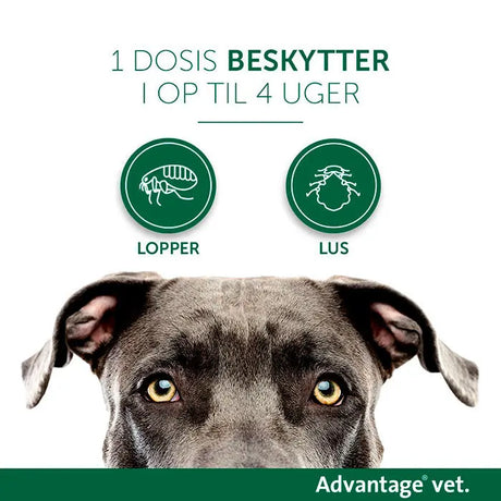 Loppemiddel hund over 25 kg - 4x4,0 ml ADVANTAGE VET