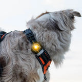 Dog Dual Lygte 48x30x24 mm gul - Maxi Zoo Danmark
