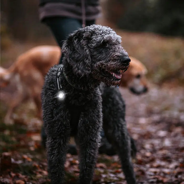 Dog Dual Lygte 48x30x24 mm hvid - Maxi Zoo Danmark