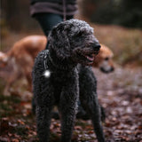 Dog Dual Lygte 48x30x24 mm hvid - Maxi Zoo Danmark
