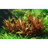 Alternanthera reineckii 'Pink' Nr.5 potte - Maxi Zoo Danmark