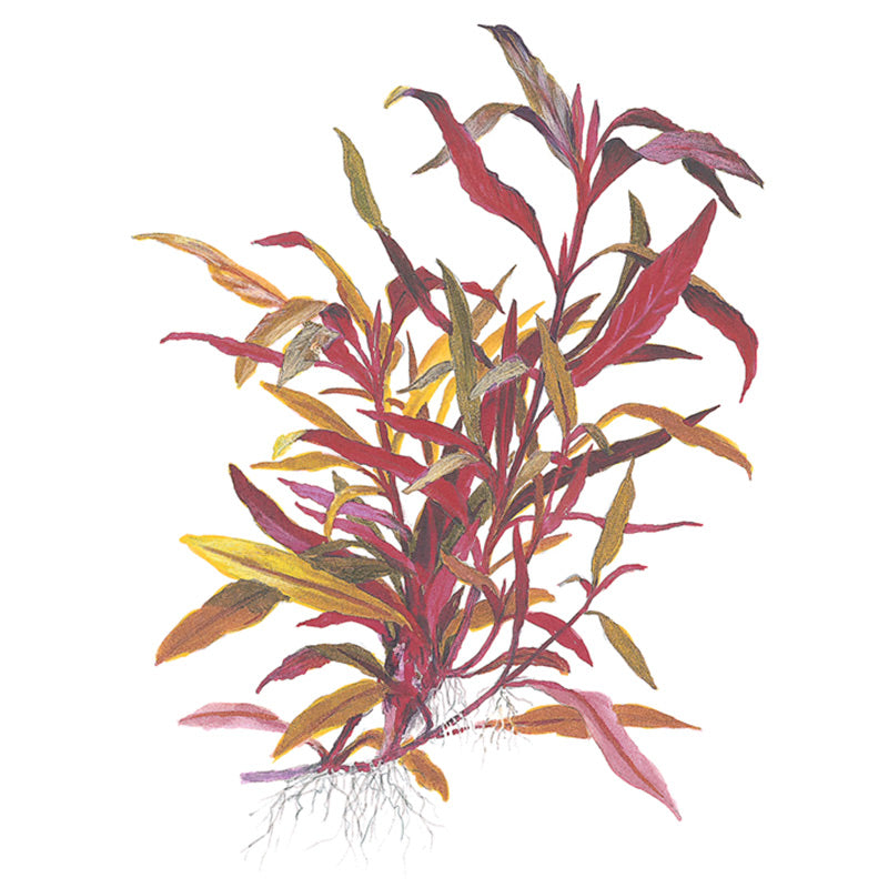 Alternanthera reineckii 'Pink' Nr.5 potte - Maxi Zoo Danmark